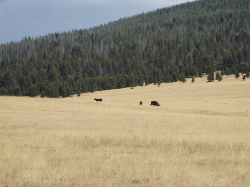 GDMBR: Cattle (Black Face Angus).